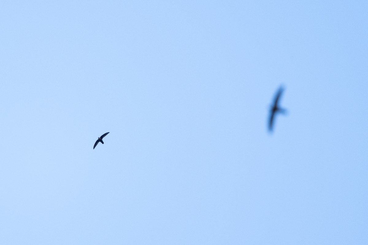 rorýs antilský - ML650761540