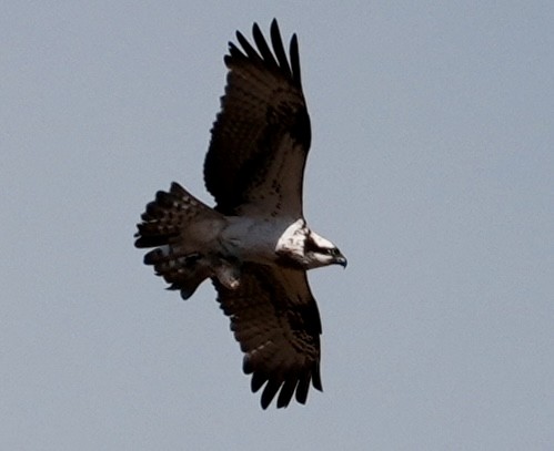 orlovec říční (ssp. haliaetus) - ML650761541