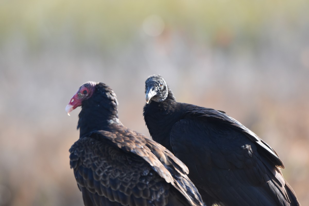 kondor krocanovitý - ML650761543