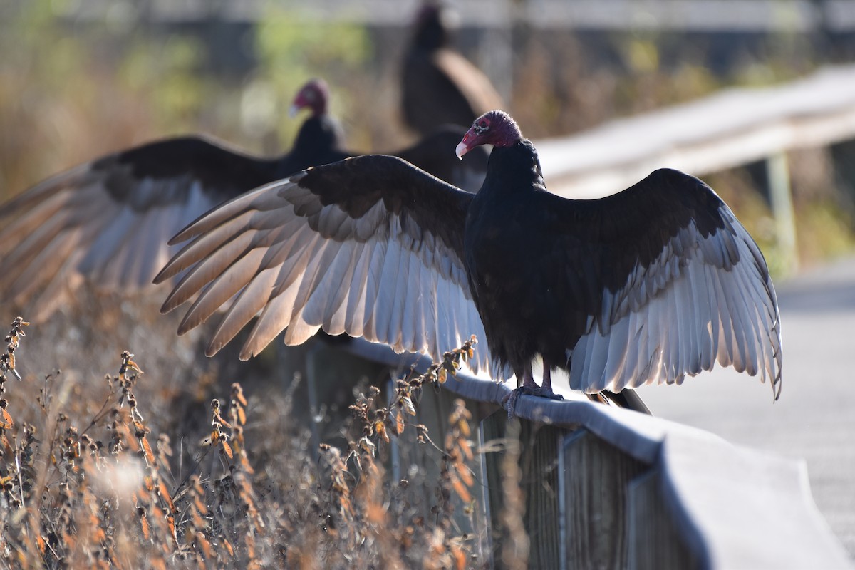 kondor krocanovitý - ML650761544