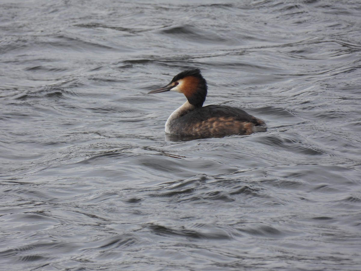 potápka roháč - ML650761545