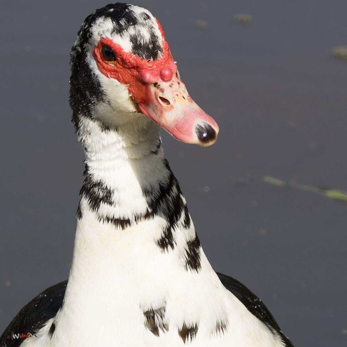 pižmovka americká (domestikovaná) - ML650761546