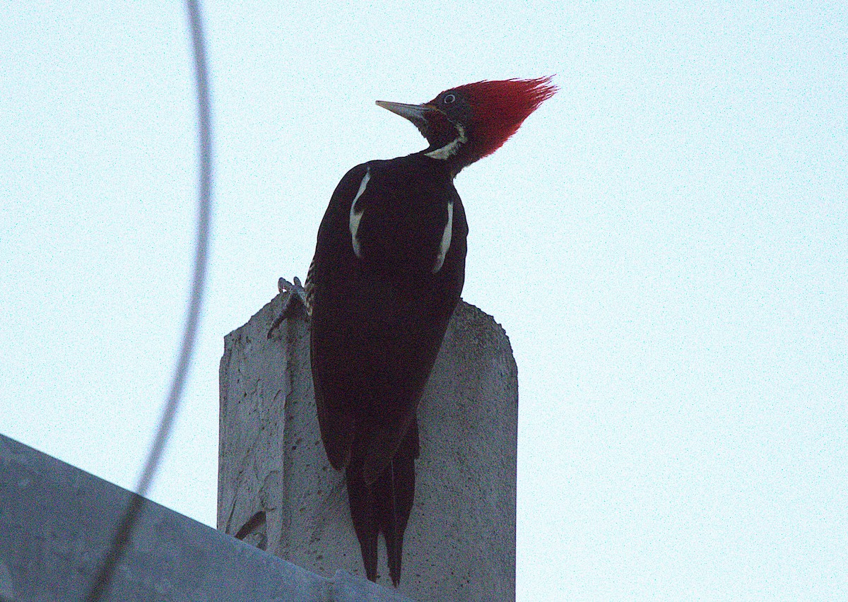 datel proužkovaný - ML650761547