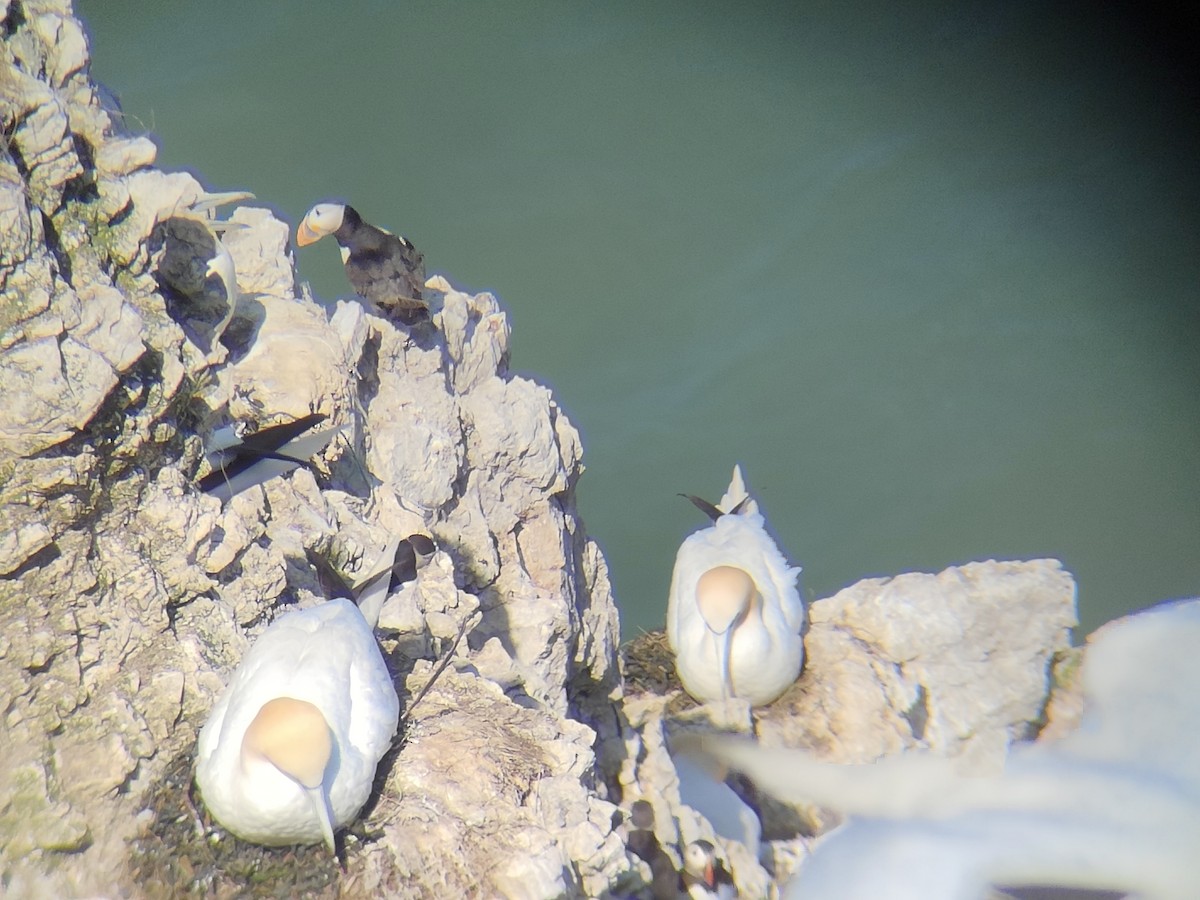 terej bílý - ML650761548