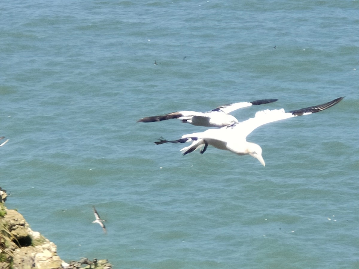 terej bílý - ML650761549