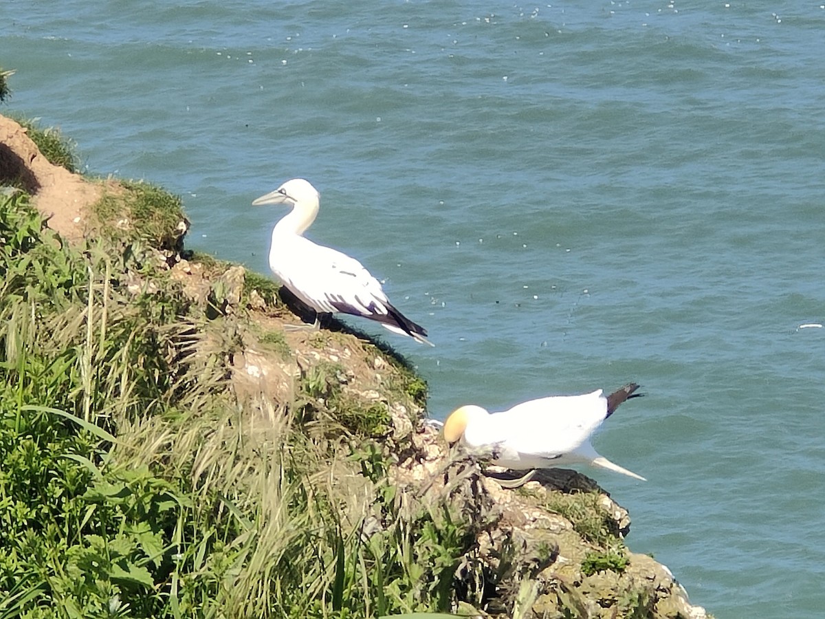 terej bílý - ML650761550