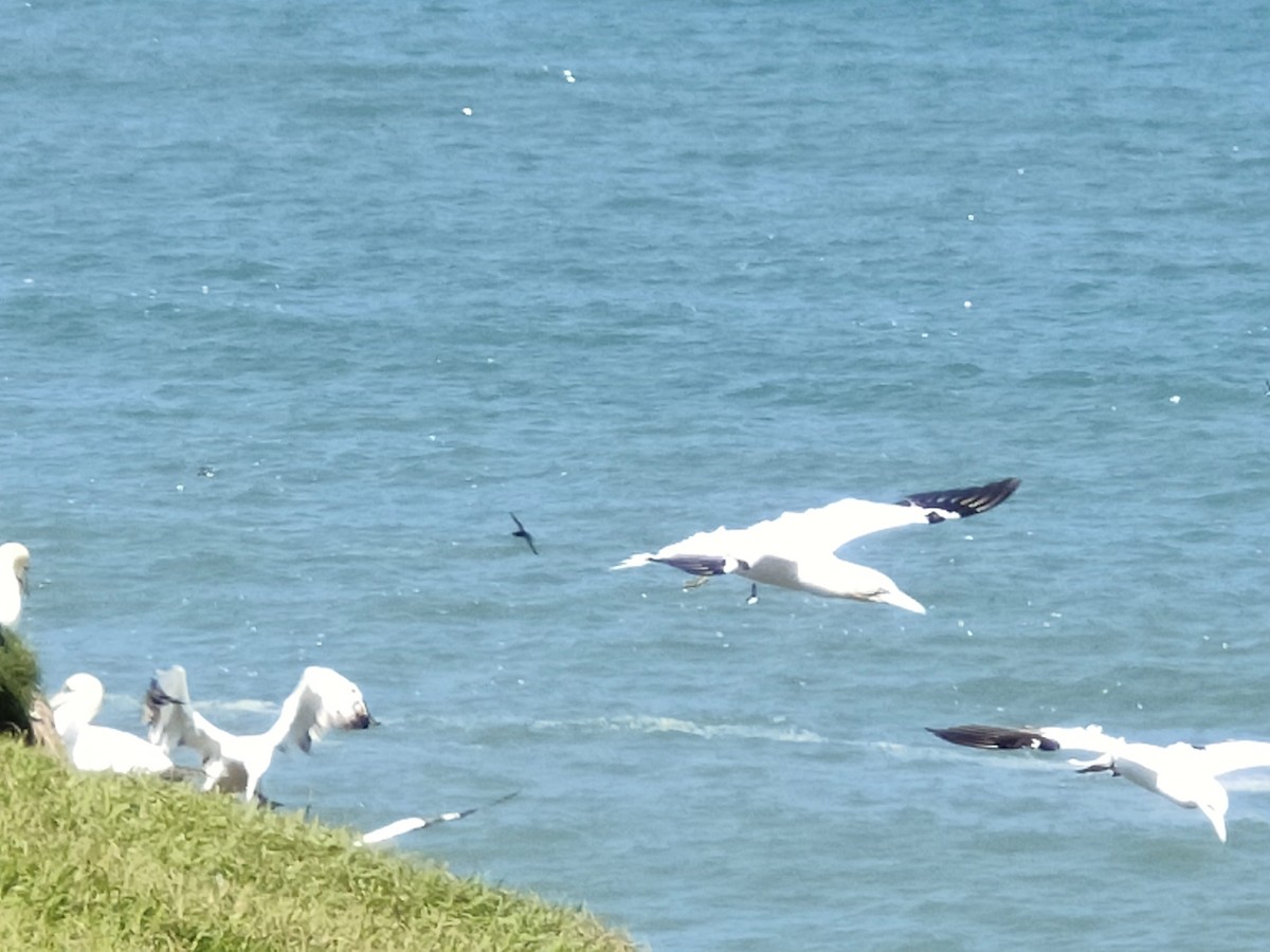 terej bílý - ML650761551