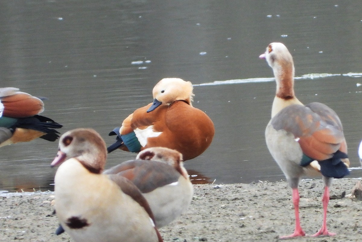 husice rezavá - ML650761553