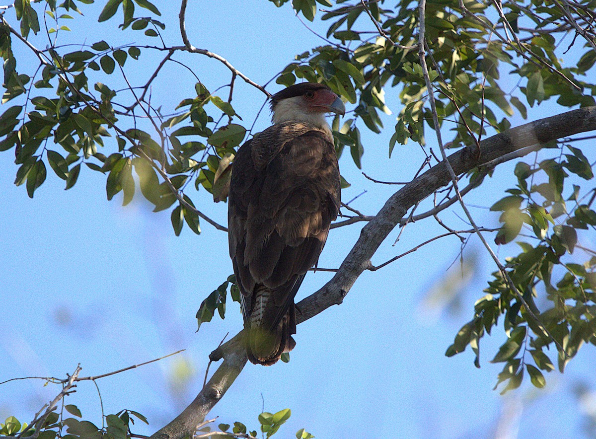 karančo jižní - ML650761554
