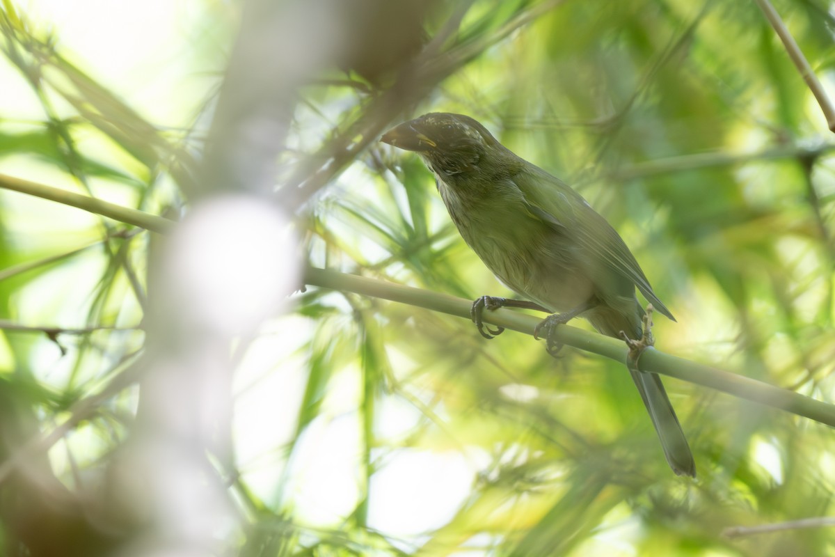 Lesser Antillean Saltator - ML650761557