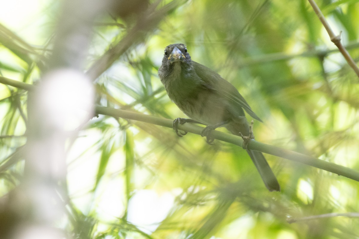 Lesser Antillean Saltator - ML650761558