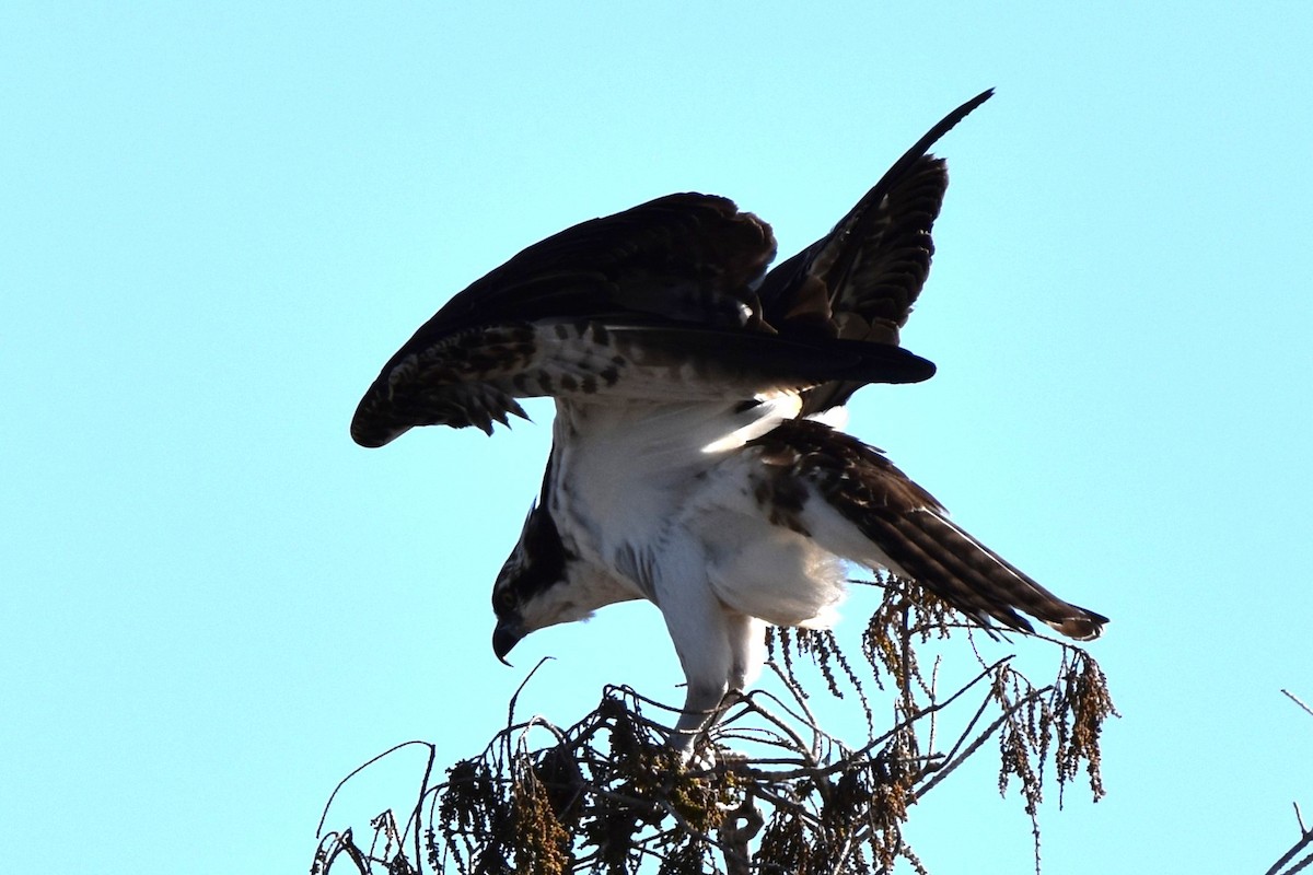 orlovec říční - ML650761560