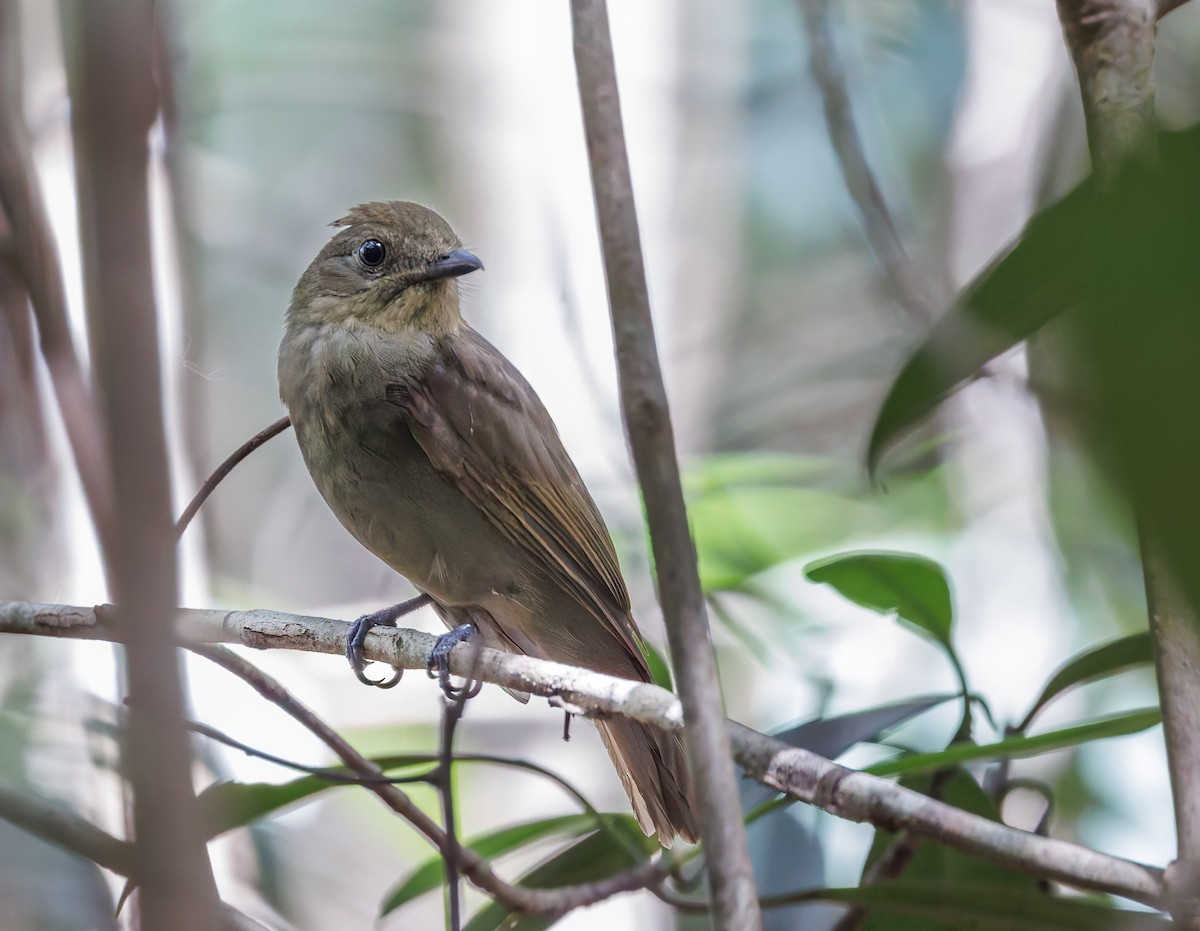 Olivaceous Schiffornis - ML650761561