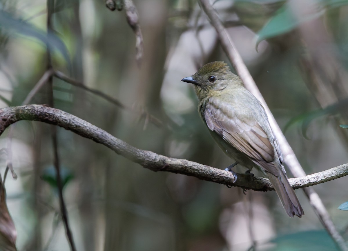 Olivaceous Schiffornis - ML650761562