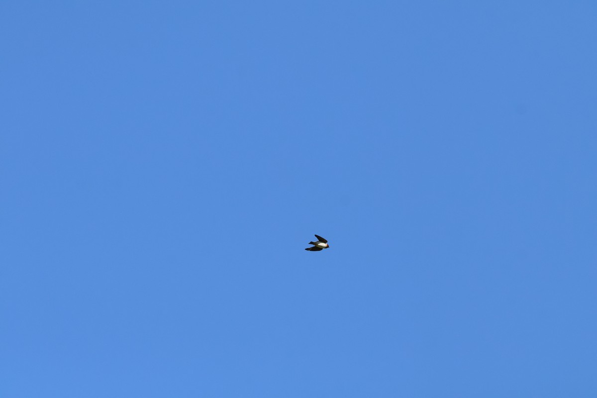 vlaštovka pestrá - ML650761563