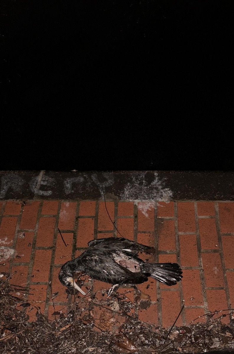 kormorán velký - ML650761565