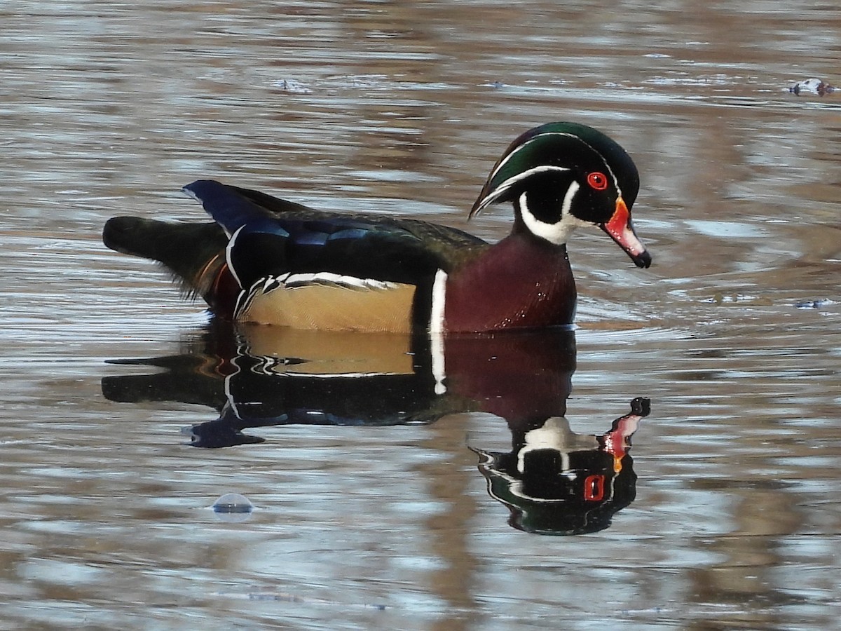 kachnička karolínská - ML650761567