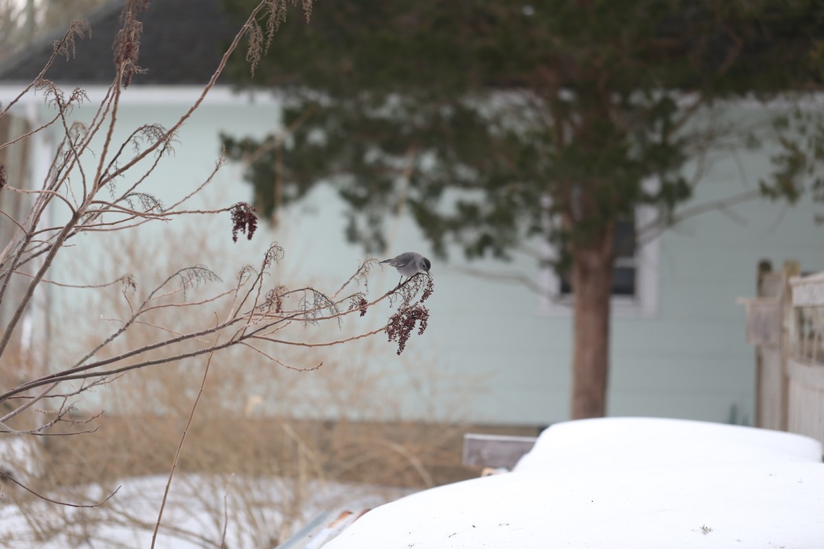 drozdec černohlavý - ML650761569