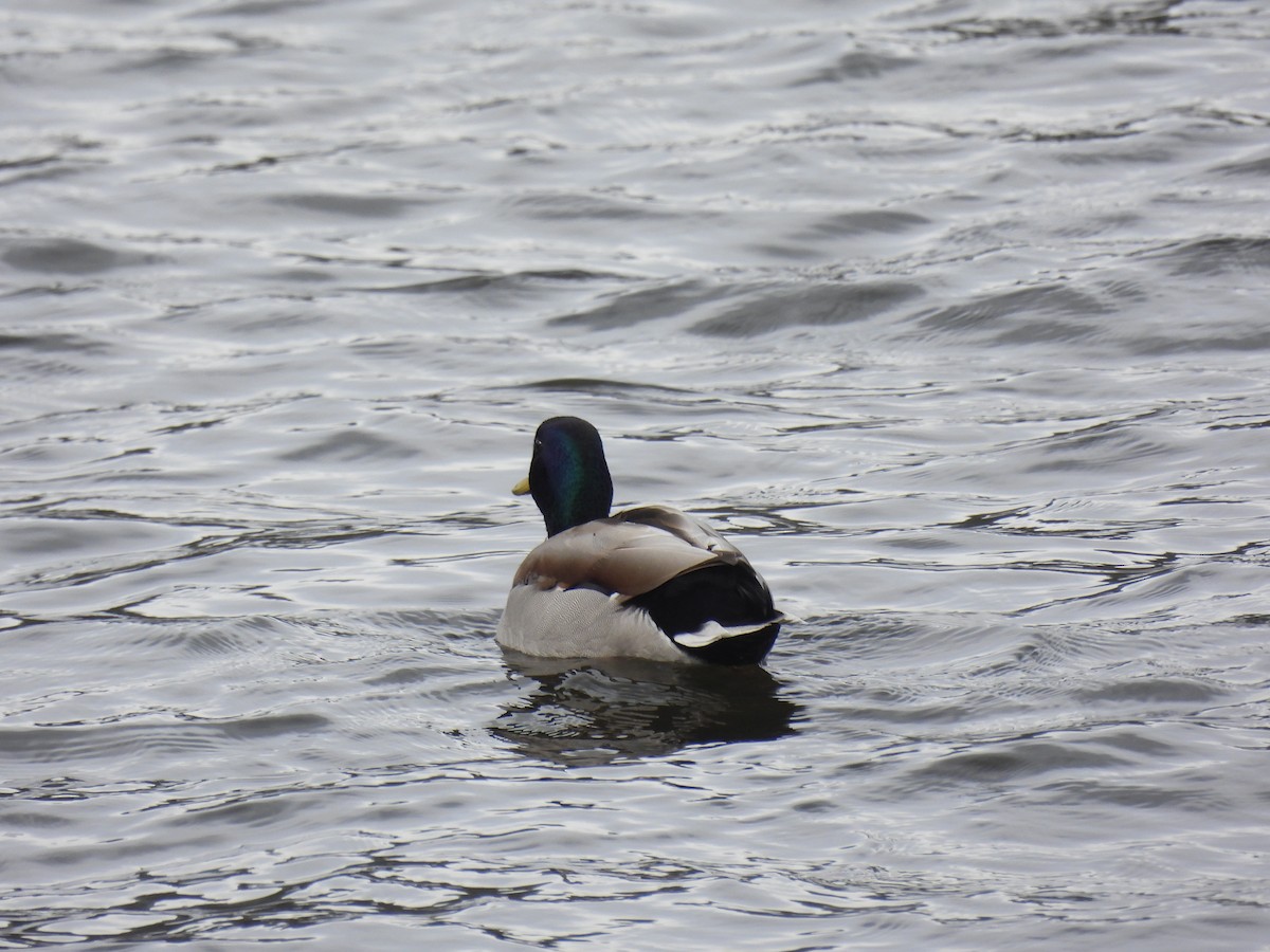 kachna divoká - ML650761570