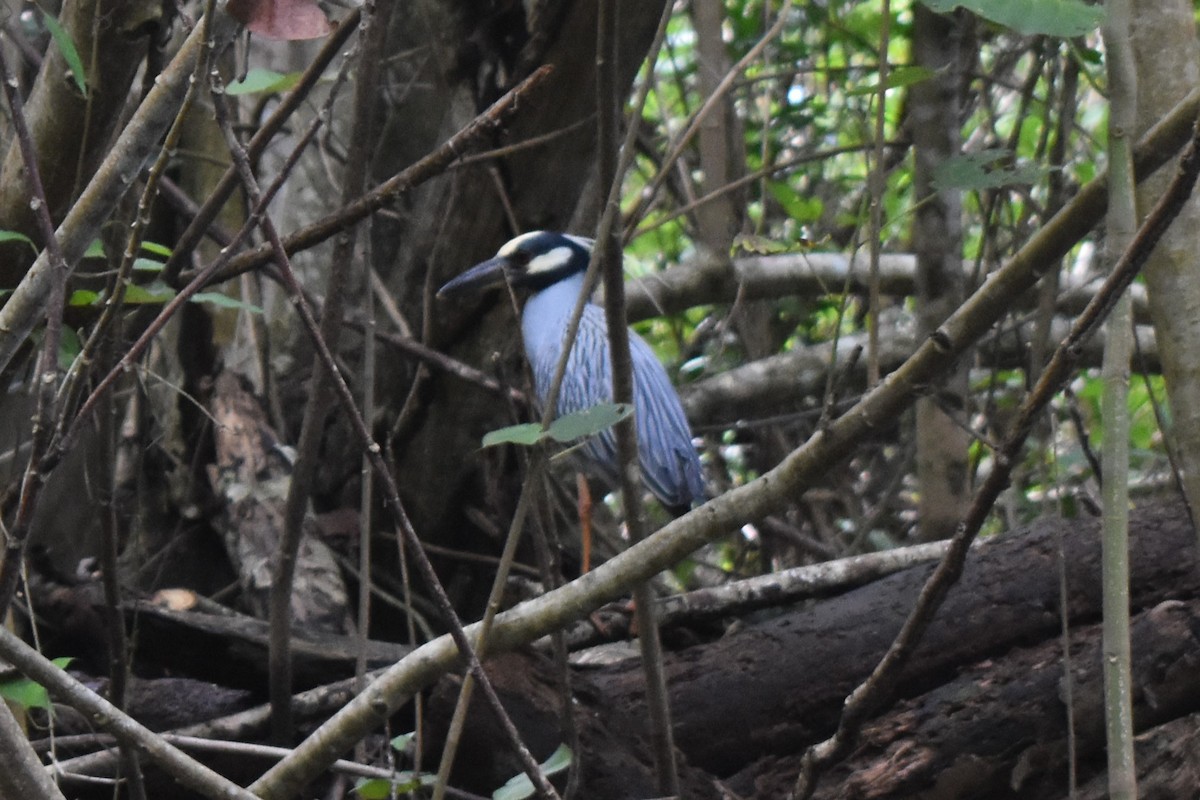 kvakoš žlutočelý - ML650761572