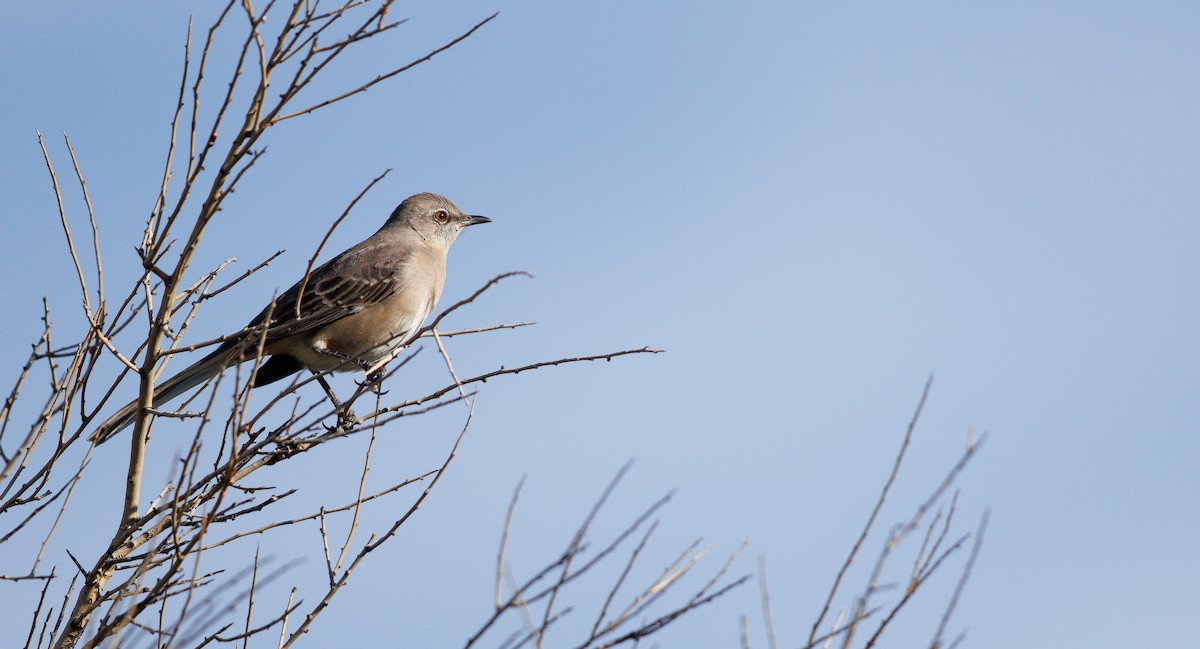 Sinsonte Norteño - ML650761600