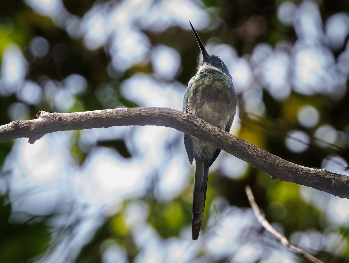 Bronzy Jacamar - ML650761650