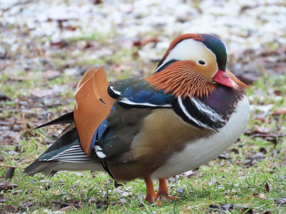 Mandarin Duck - ML650761717