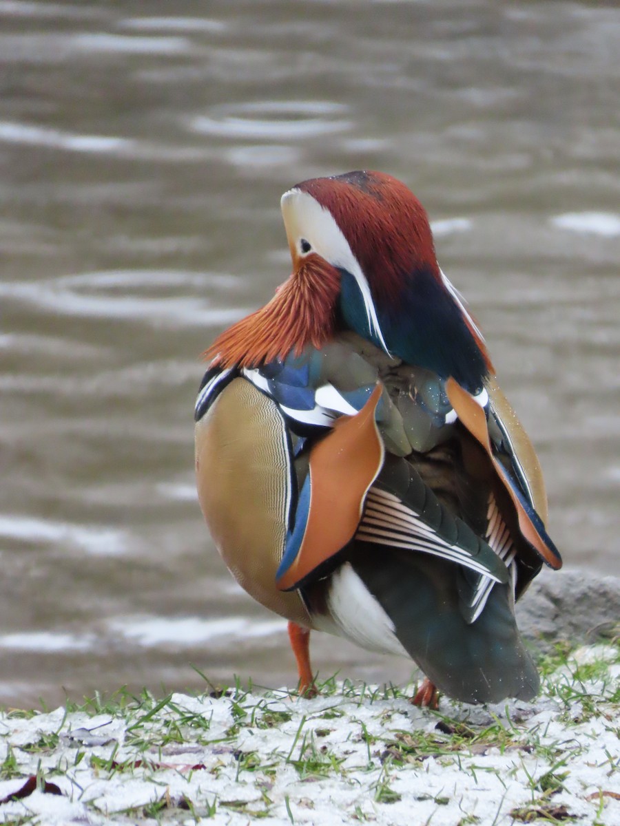 Mandarin Duck - ML650761725