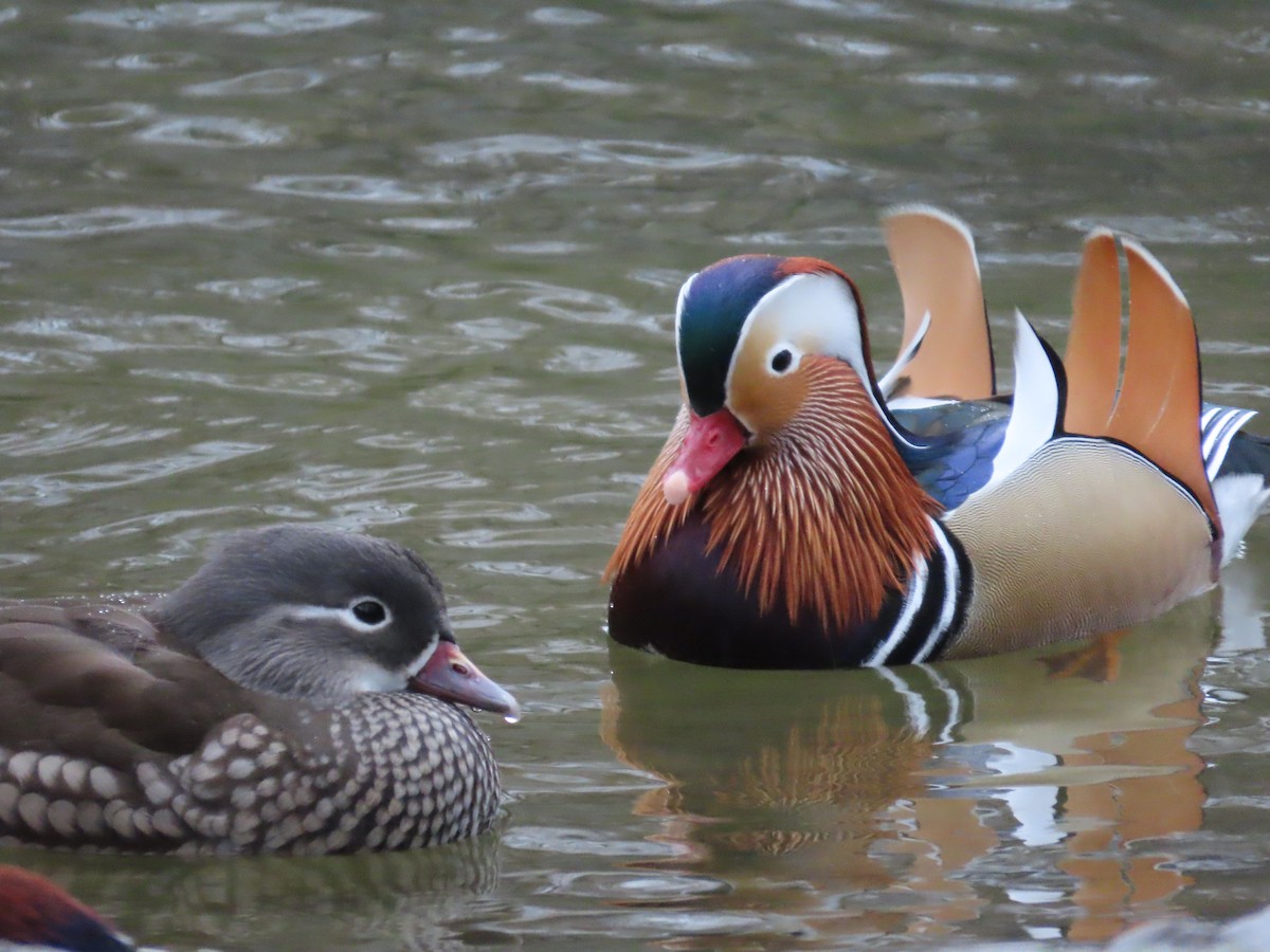 Mandarin Duck - ML650761728