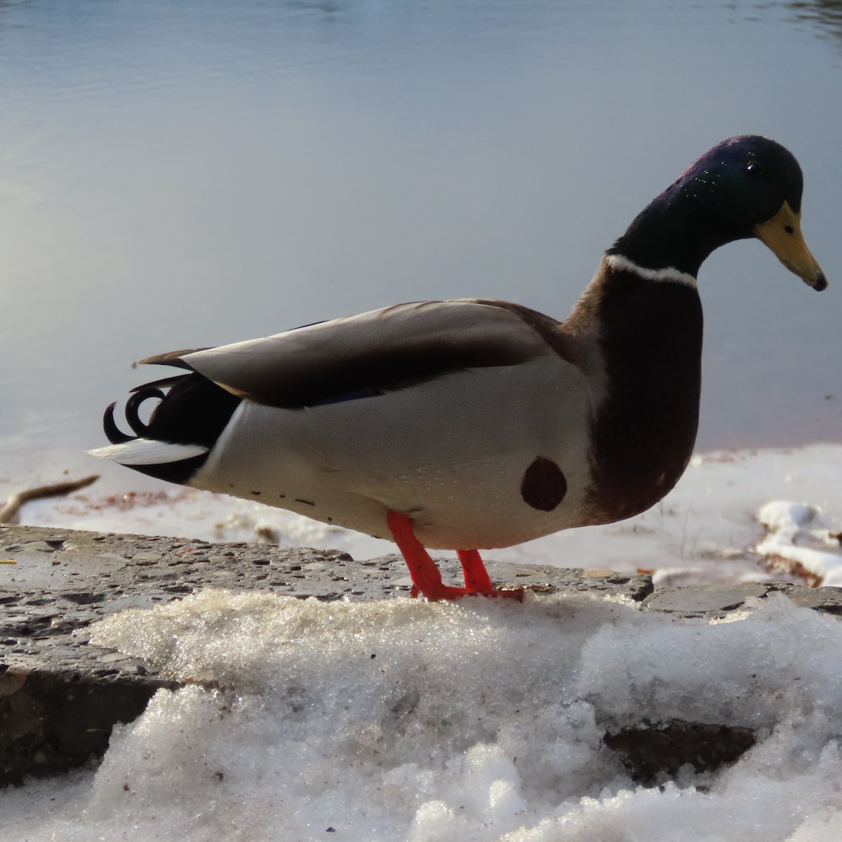 Mallard - ML650761747