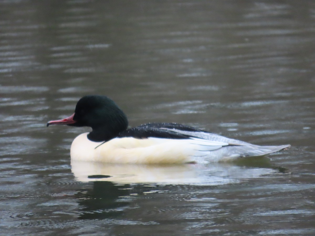 Common Merganser - ML650761767