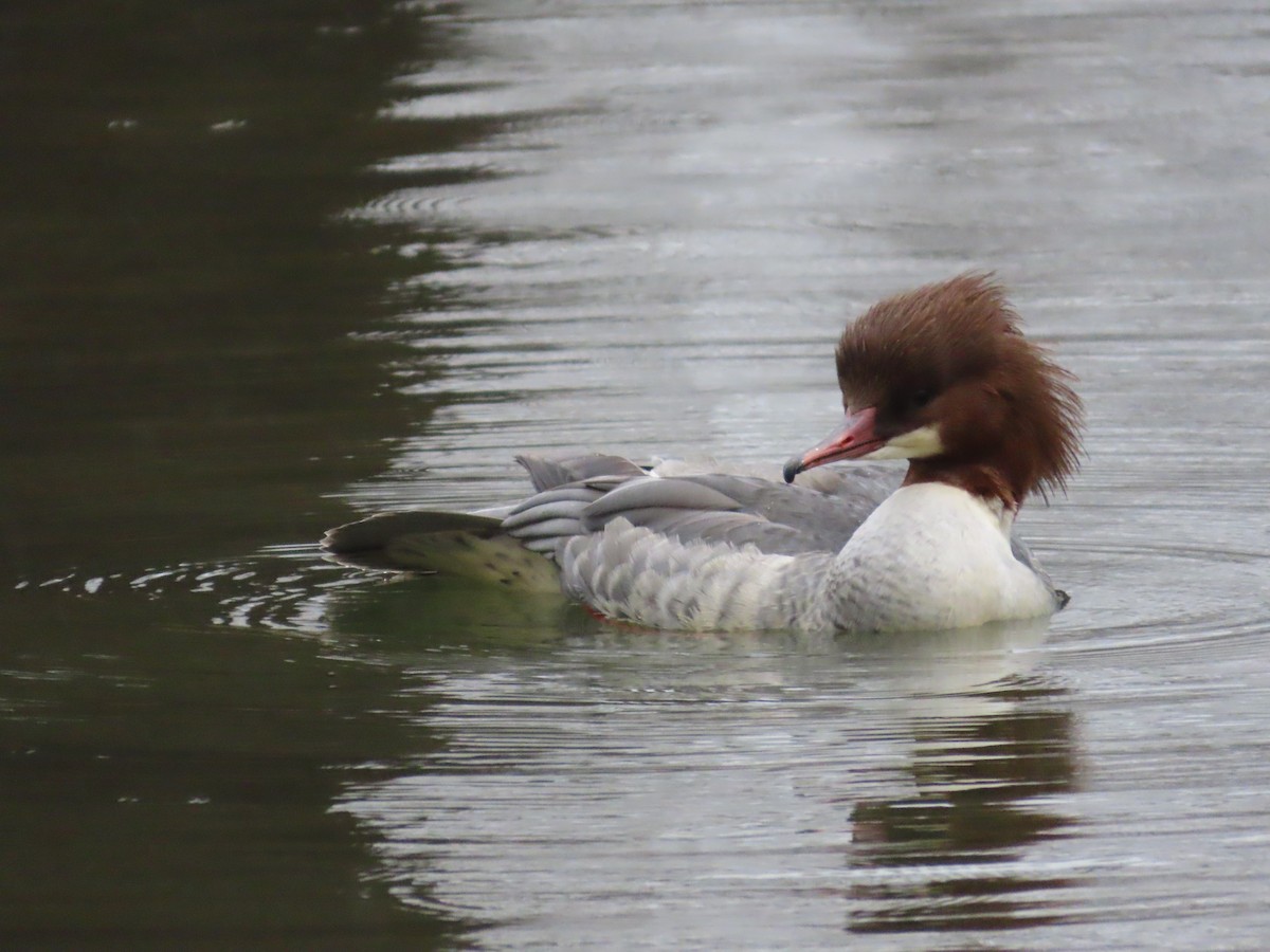 Common Merganser - ML650761769