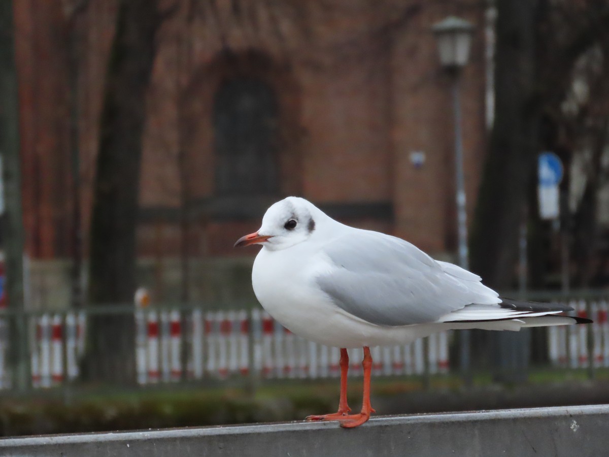 Black-headed Gull - ML650761774
