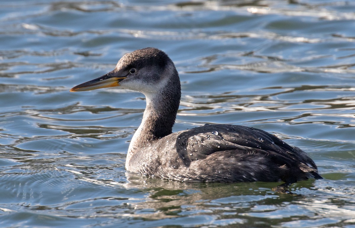 赤頸鸊鷉 - ML650761779