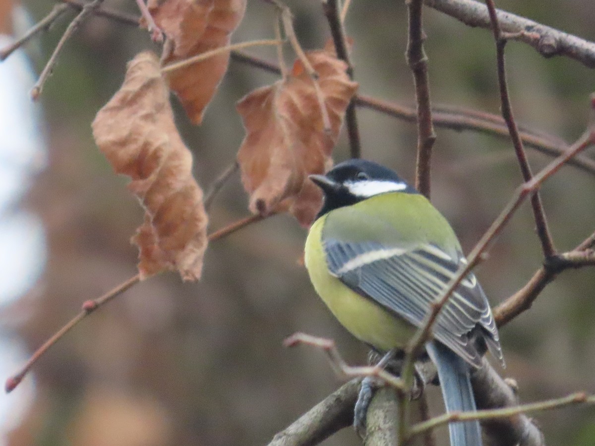 Great Tit - ML650761799