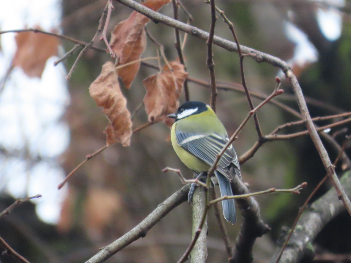 Great Tit - ML650761805