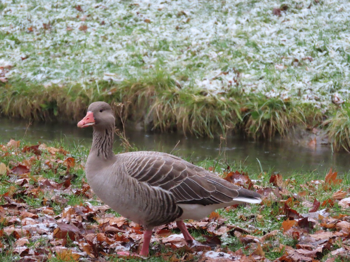 Graylag Goose - ML650761829