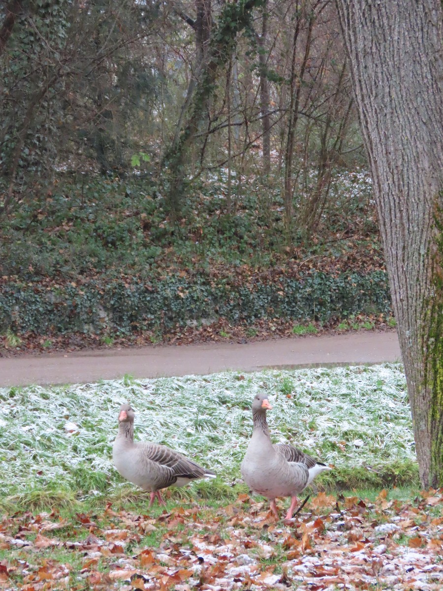 Graylag Goose - ML650761833