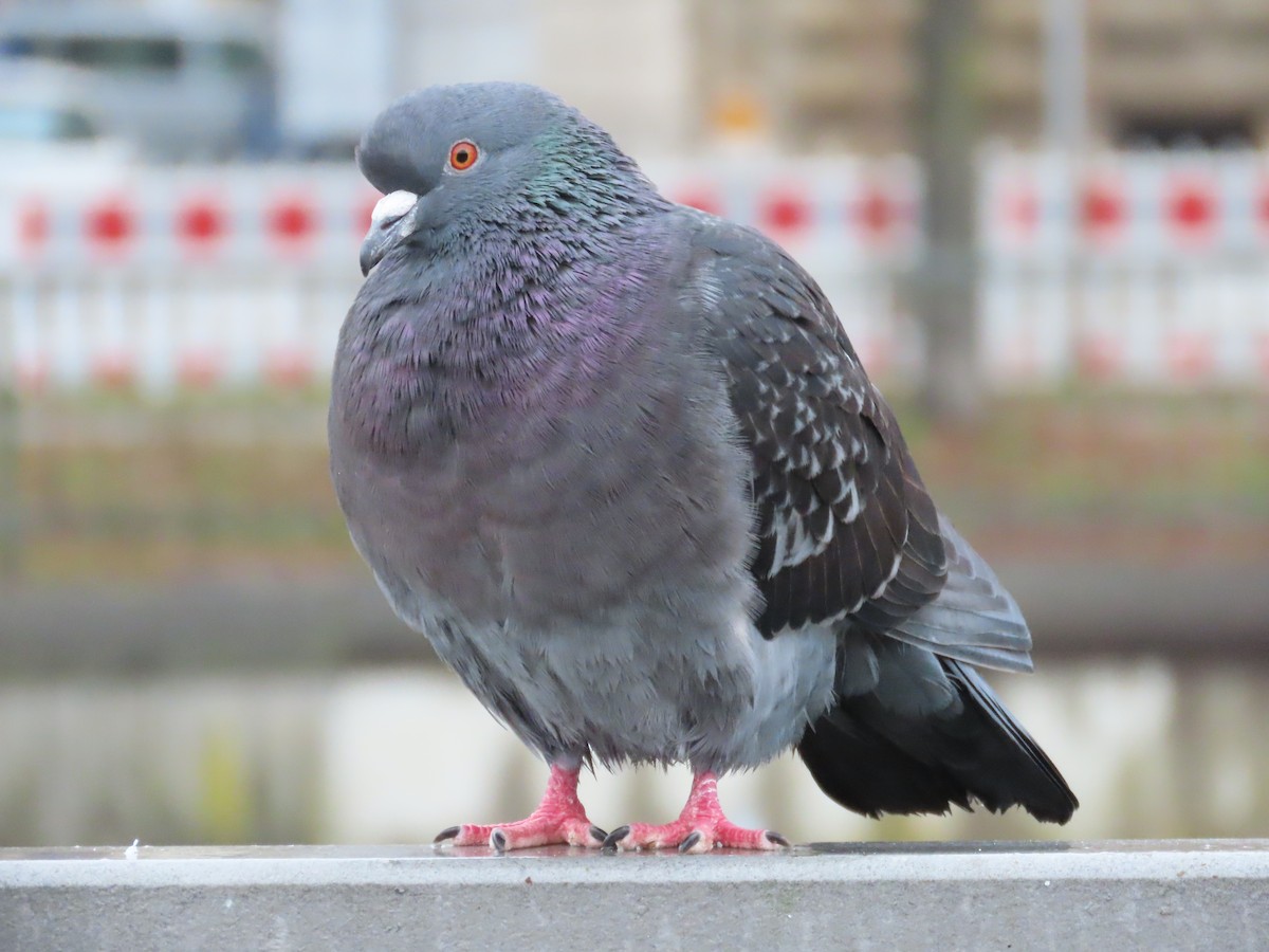 Rock Pigeon (Feral Pigeon) - ML650761852