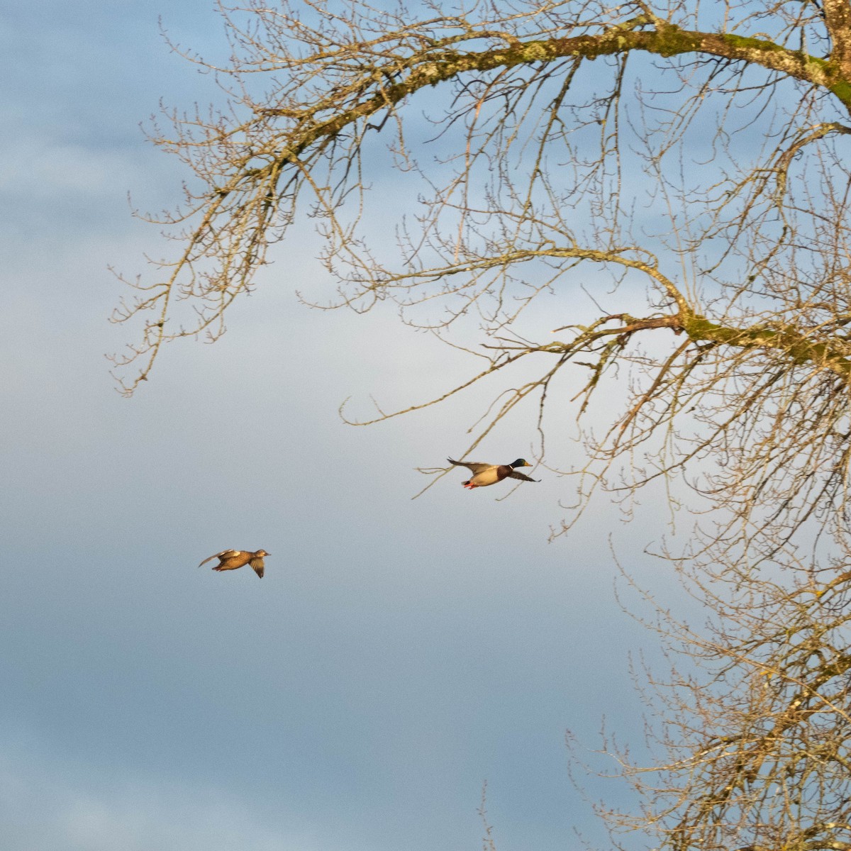 Крижень звичайний - ML650761951