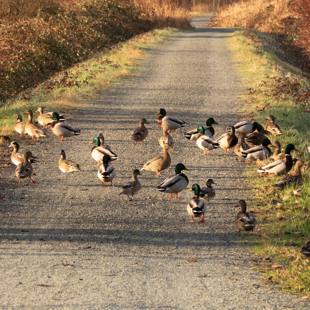 Крижень звичайний - ML650761953