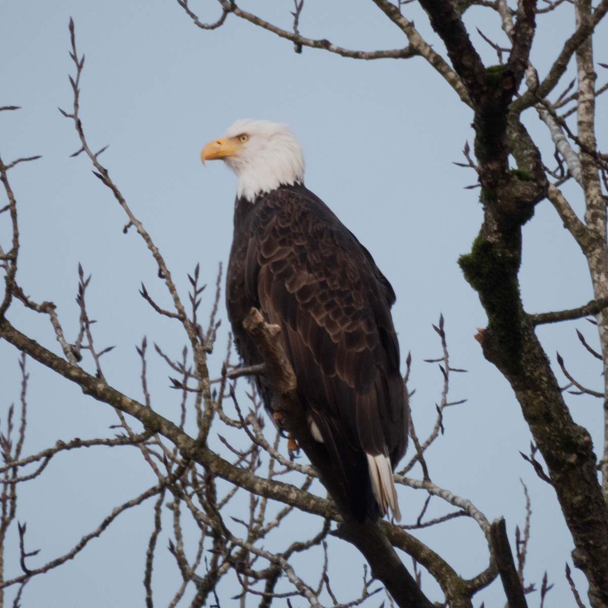 Орлан білоголовий - ML650761960