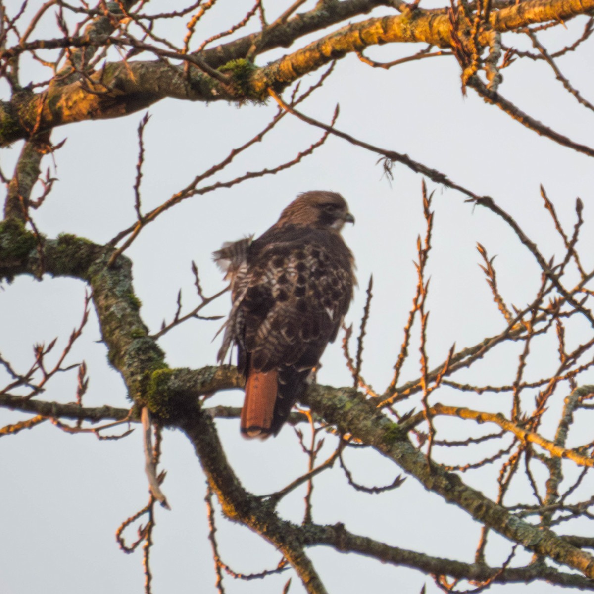 Канюк неоарктичний - ML650761965