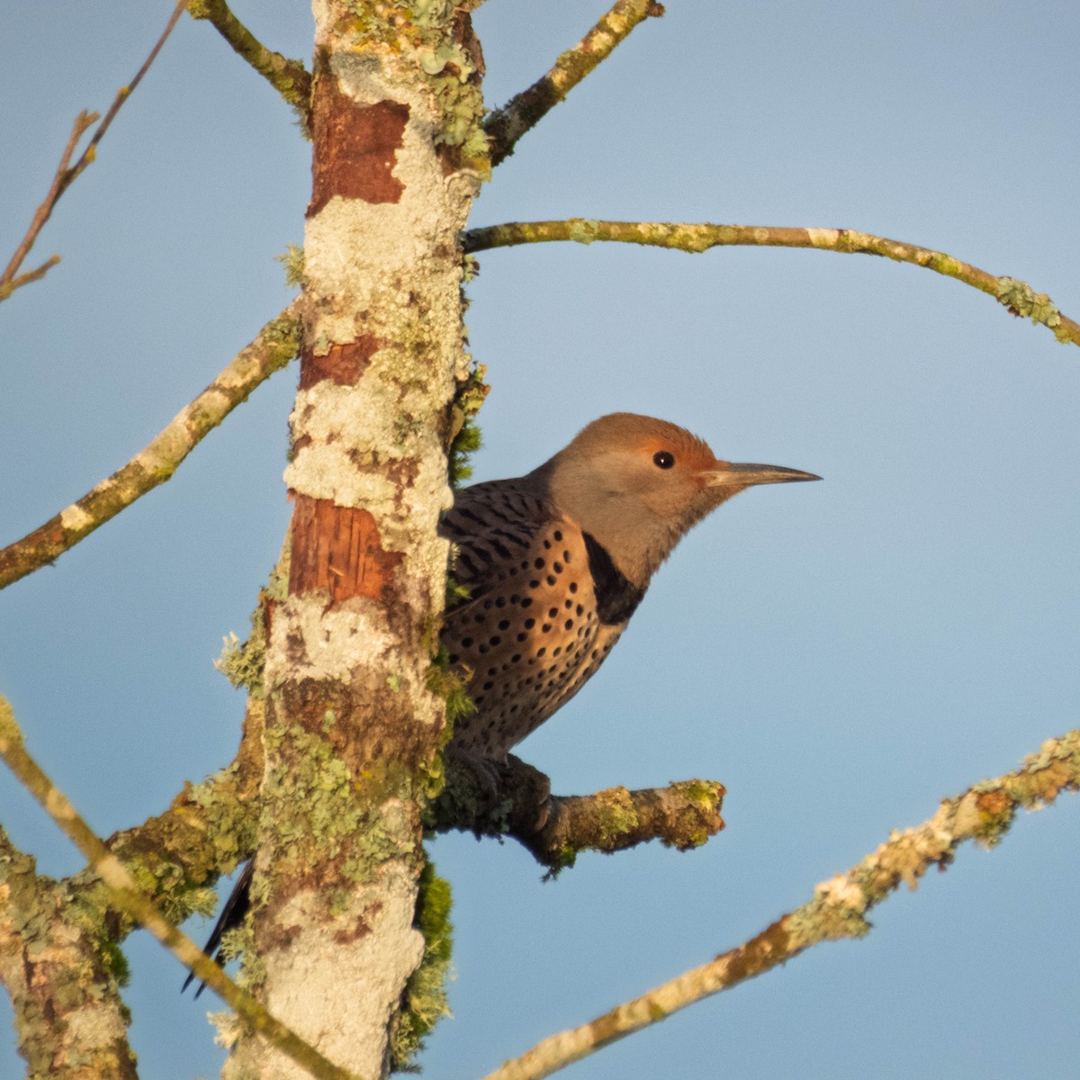 Декол золотистий - ML650761969