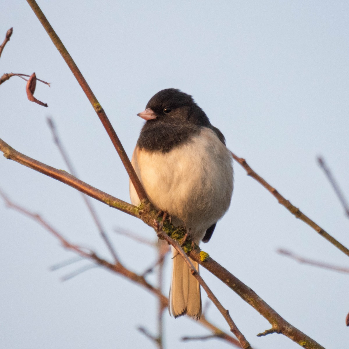 Юнко сірий - ML650761976