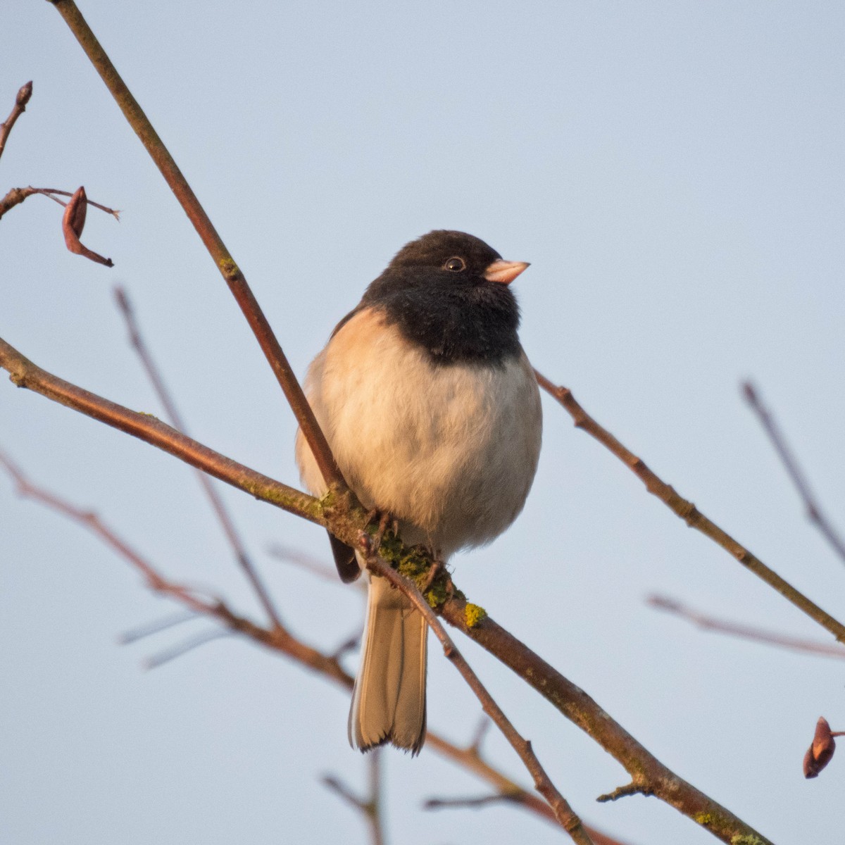 Юнко сірий - ML650761977