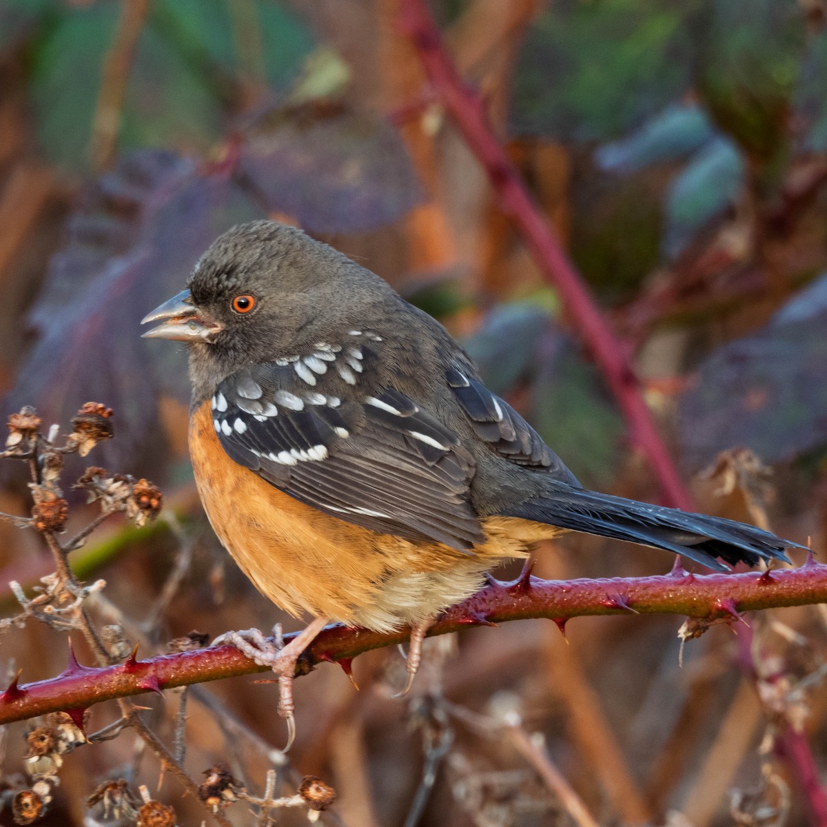 Тауї плямистий - ML650761978