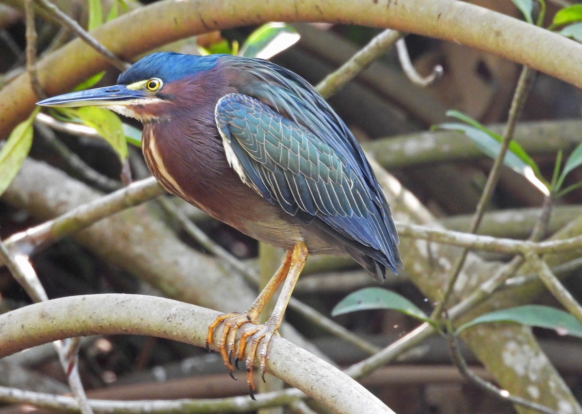 Green Heron - ML650761999
