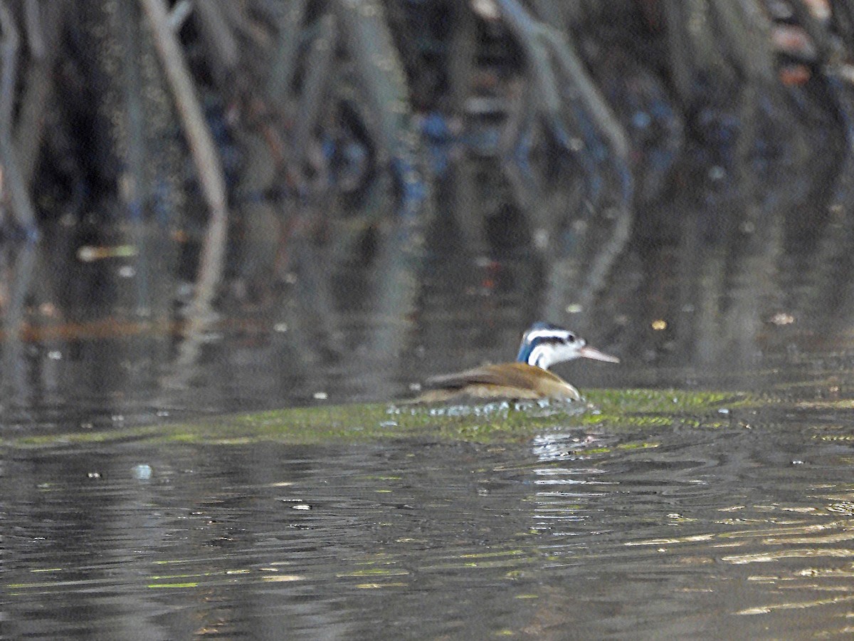 Sungrebe - ML650762014