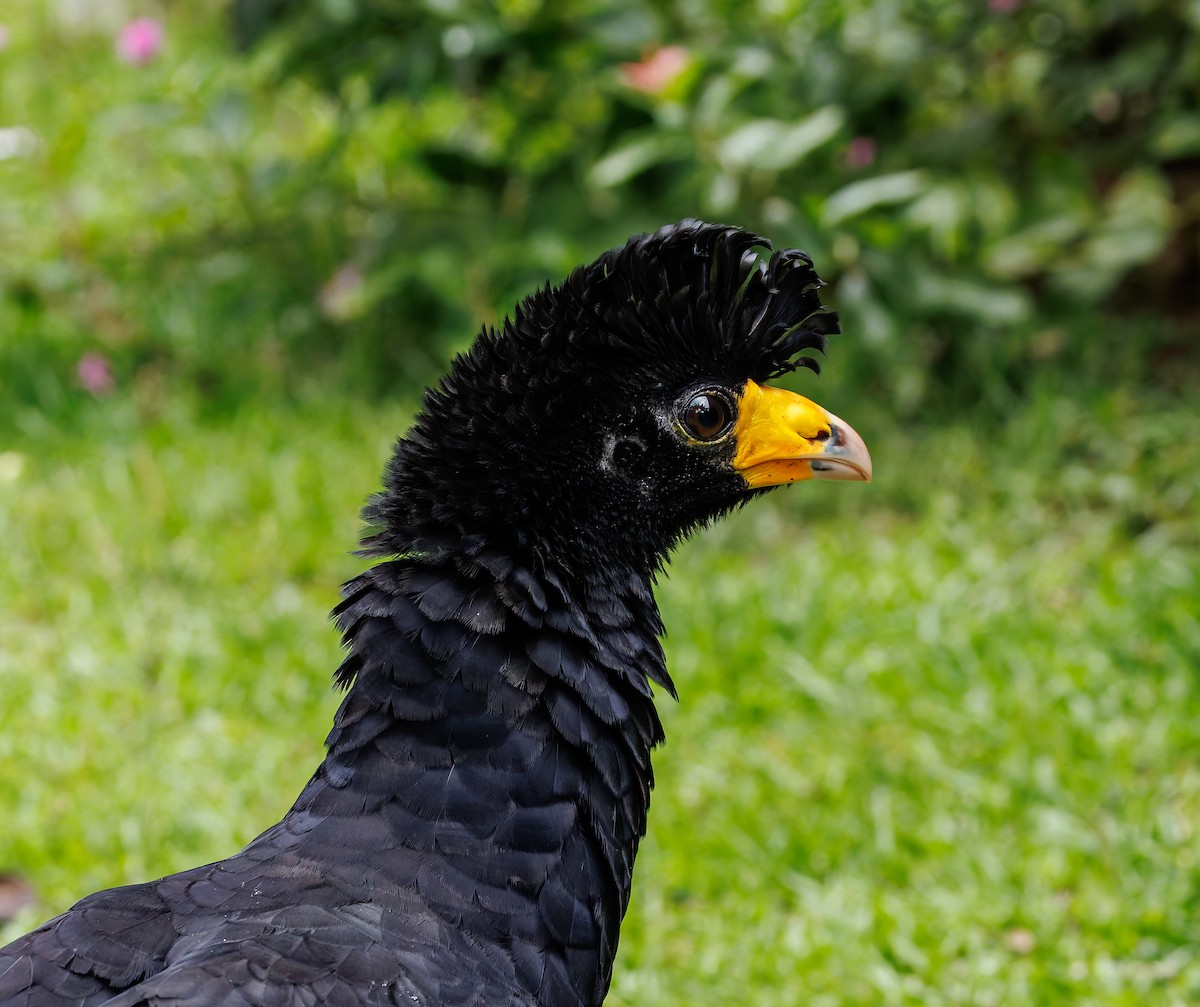 Black Curassow - ML650762033